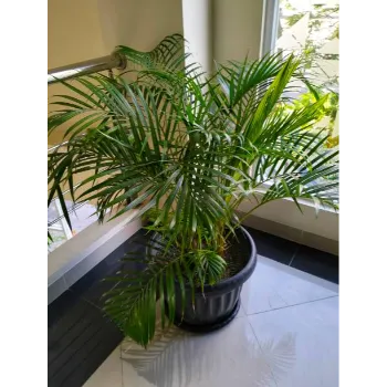 Areca Palm Plant